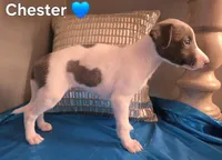 AKC Chester, a male Whippet for sale in Okeechobee, FL – Photo 3 of 4