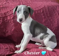 AKC Chester, a male Whippet for sale in Okeechobee, FL – Photo 4 of 10