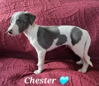 AKC Chester, a male Whippet for sale in Okeechobee, FL – Photo 6 of 10