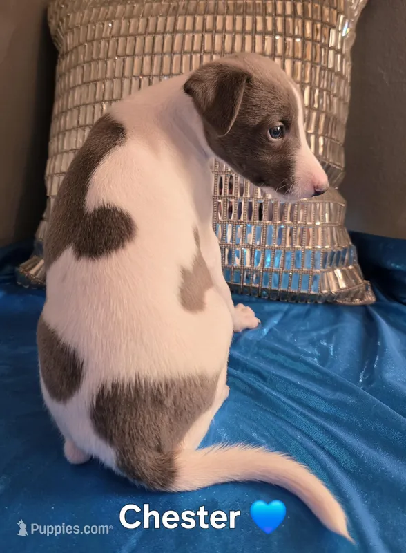 AKC Chester – Whippet puppy for sale in Okeechobee, FL