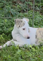 AKC Lacey, a female Whippet for sale in Okeechobee, FL – 3 of 9