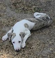 AKC Lacey, a female Whippet for sale in Okeechobee, FL – 4 of 9