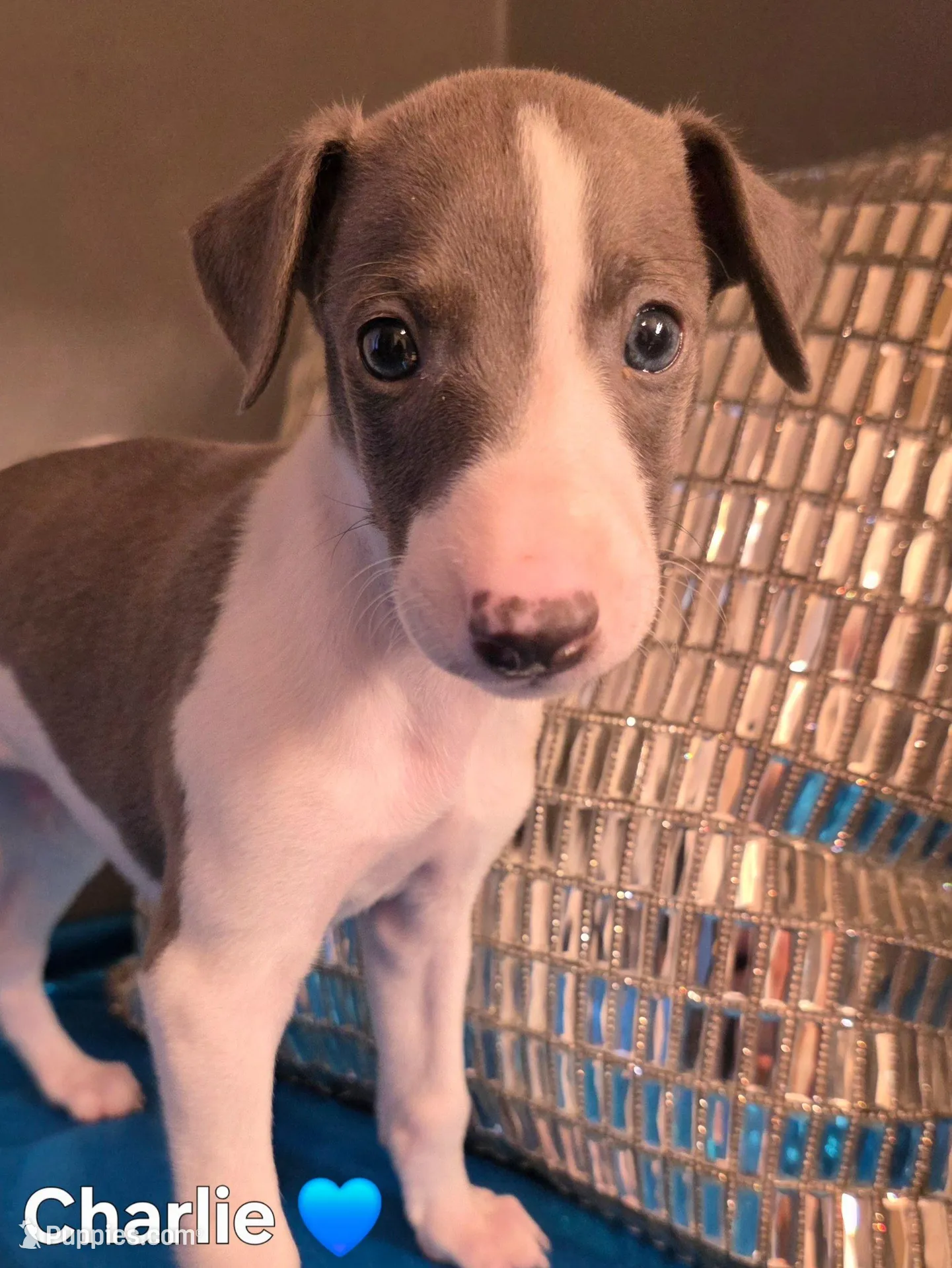 AKC Charlie, a male Whippet for sale in Okeechobee, FL – Photo 4 of 4