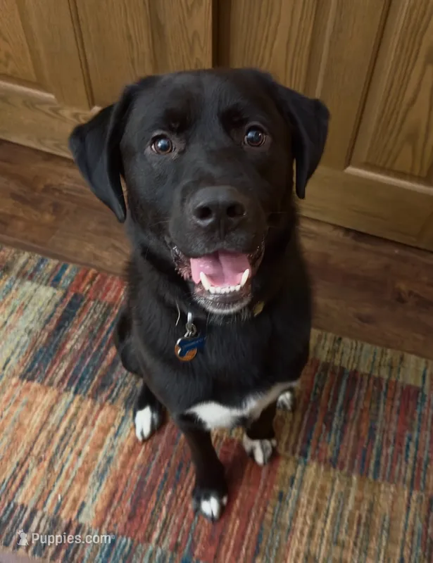 Charlie – Great Pyrenees, Labrador Retriever puppy for sale in Fond du Lac, WI