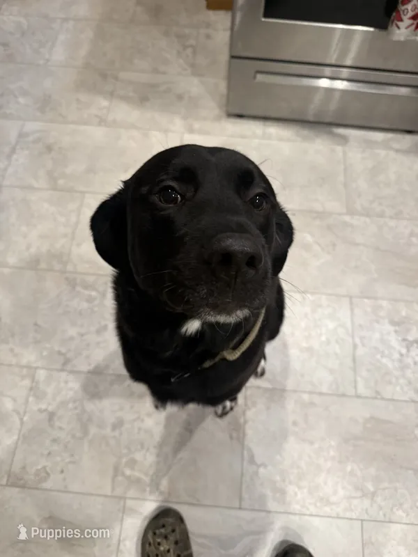 Charlie – Great Pyrenees, Labrador Retriever puppy for sale in Fond du Lac, WI