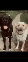 Charlie, a male Great Pyrenees and Labrador Retriever for sale in Fond du Lac, WI – 4 of 4