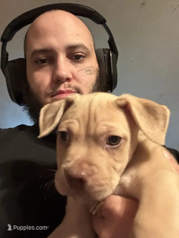 Derp  – Boxer, Pomsky puppy for sale in Akron, OH