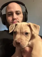 Derp , a male Boxer and Pomsky for sale in Akron, OH – 1 of 5