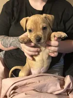 Mr. Wiggles, a male Boxer and Pomsky for sale in Akron, OH – 2 of 3