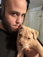 Derp , a male Boxer and Pomsky for sale in Akron, OH – 4 of 5