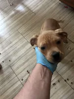 Mr. Wiggles, a male Boxer and Pomsky for sale in Akron, OH – 3 of 3
