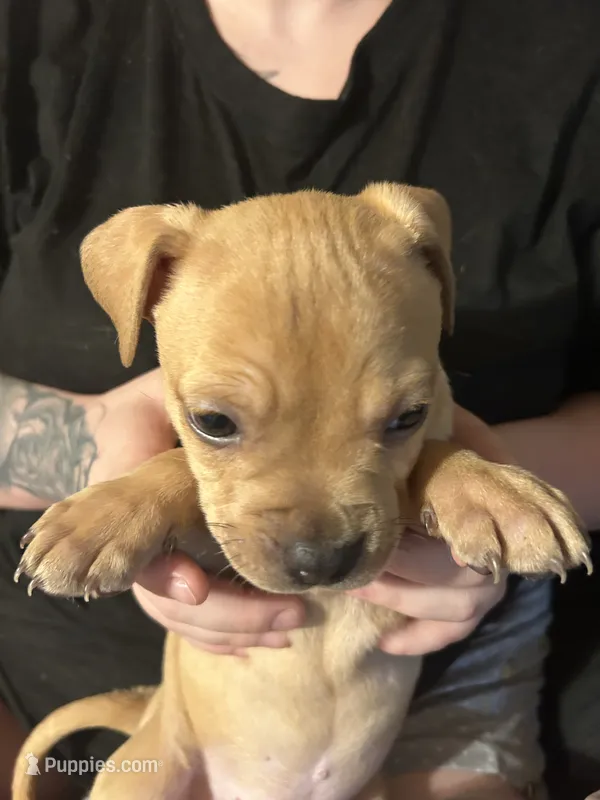 Mr. Wiggles – Boxer, Pomsky puppy for sale in Akron, OH