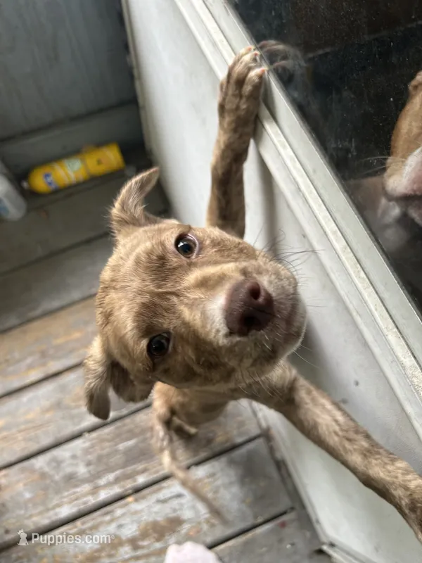 Cry Baby – Boxer, Pomsky puppy for sale in Akron, OH