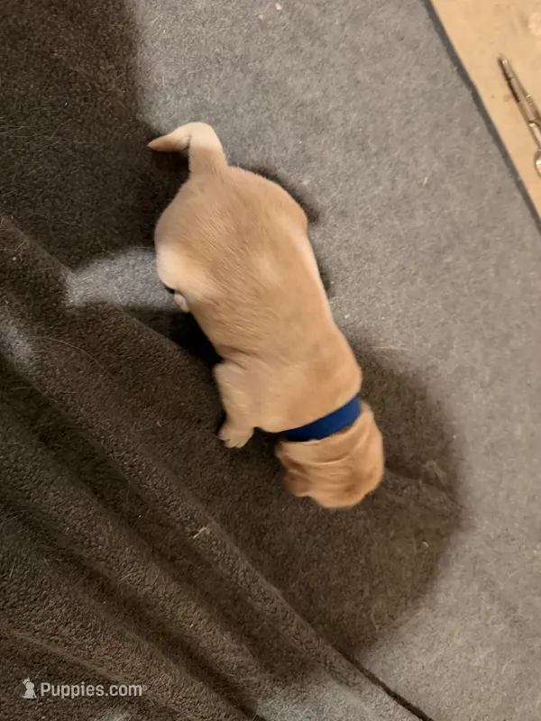 Blue – Golden Retriever puppy for sale in Somerville, AL