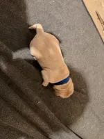 Blue, a male Golden Retriever for sale in Somerville, AL – 1 of 2