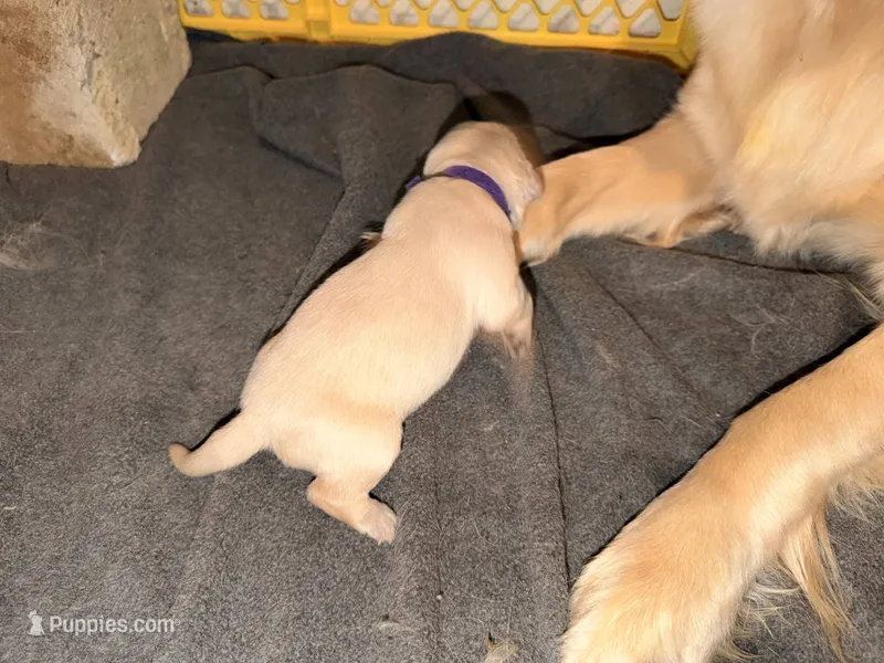 Purple – Golden Retriever puppy for sale in Somerville, AL