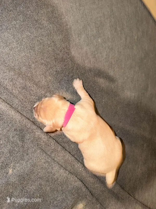Pink – Golden Retriever puppy for sale in Somerville, AL