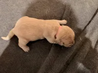 Light Pink, a female Golden Retriever for sale in Somerville, AL – 1 of 1