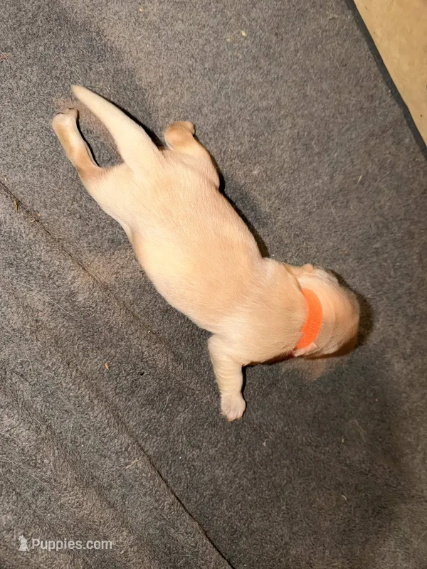 Orange – Golden Retriever puppy for sale in Somerville, AL