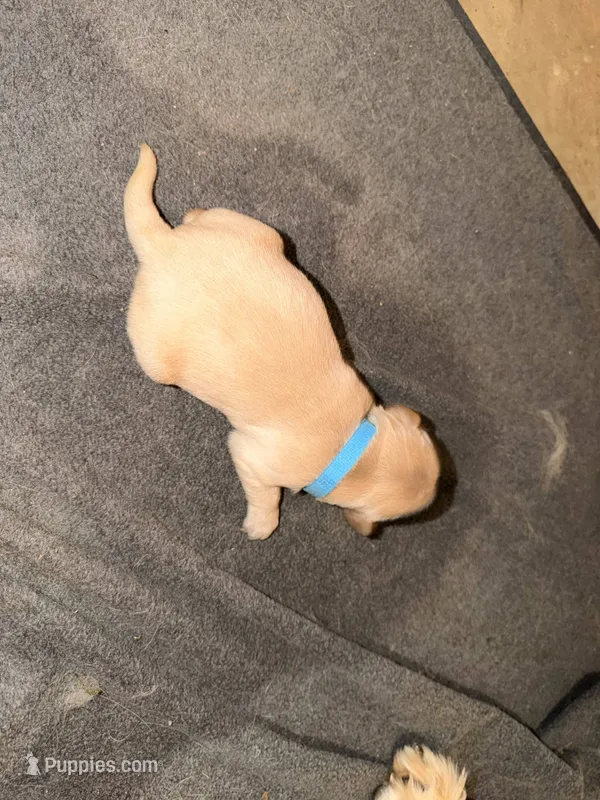 Sky Blue – Golden Retriever puppy for sale in Somerville, AL