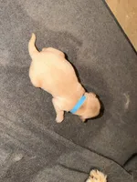 Sky Blue, a male Golden Retriever for sale in Somerville, AL – 1 of 1