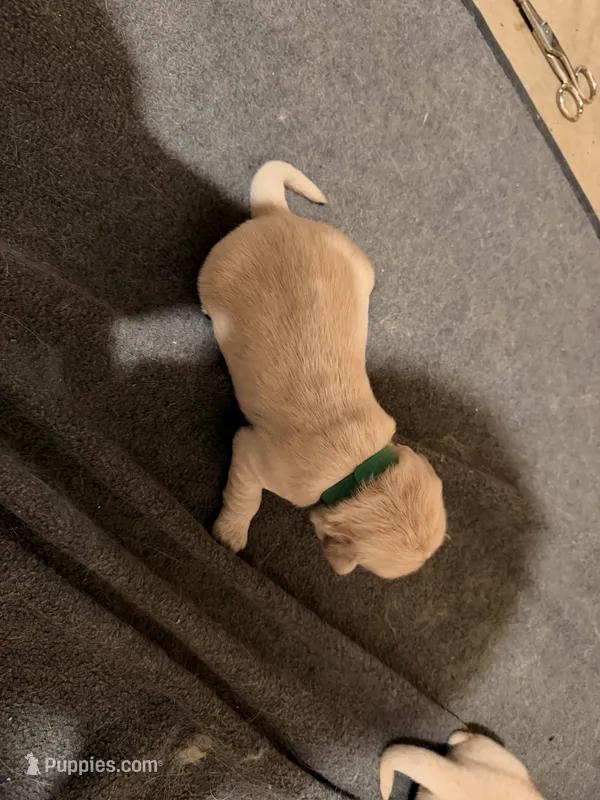 Green – Golden Retriever puppy for sale in Somerville, AL