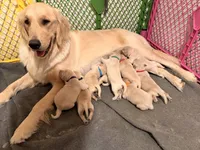 Blue, a male Golden Retriever for sale in Somerville, AL – 2 of 2