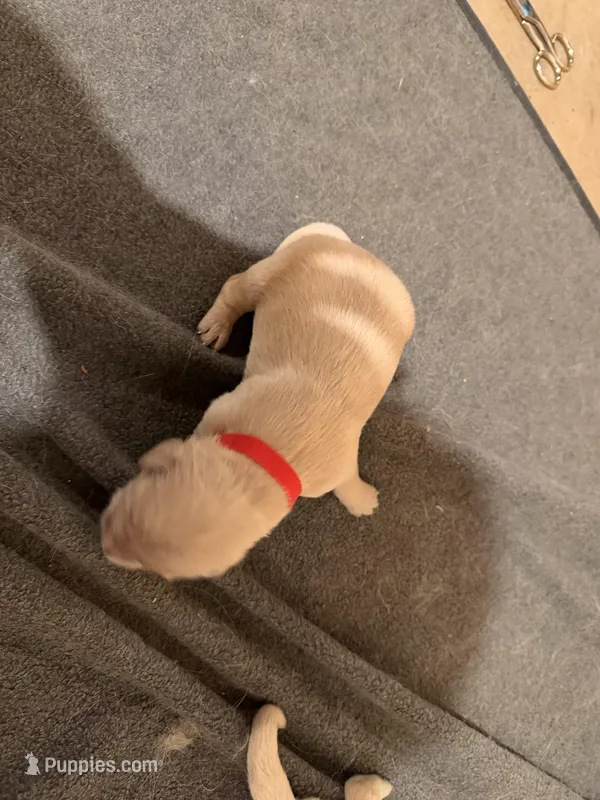 Red – Golden Retriever puppy for sale in Somerville, AL