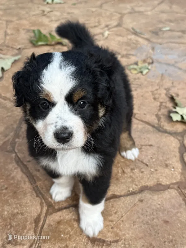 Liberty – Australian Shepherd puppy for sale in Union, MO