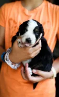 Liberty, a female Australian Shepherd for sale in Union, MO – 1 of 3