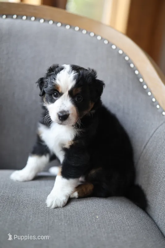 Liberty – Australian Shepherd puppy for sale in Union, MO