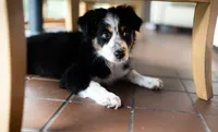 Liberty, a female Australian Shepherd for sale in Union, MO – 10 of 10