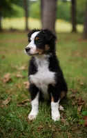Liberty, a female Australian Shepherd for sale in Union, MO – 2 of 10