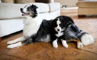 Liberty, a female Australian Shepherd for sale in Union, MO – 8 of 9