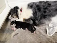 Liberty, a female Australian Shepherd for sale in Union, MO – 3 of 3