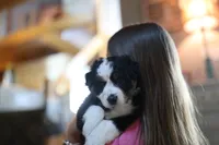 Liberty, a female Australian Shepherd for sale in Union, MO – 7 of 9
