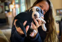 Liberty, a female Australian Shepherd for sale in Union, MO – 2 of 3