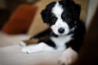 Liberty, a female Australian Shepherd for sale in Union, MO – 9 of 9