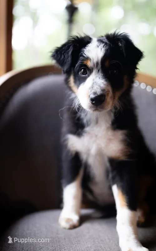 Liberty – Australian Shepherd puppy for sale in Union, MO