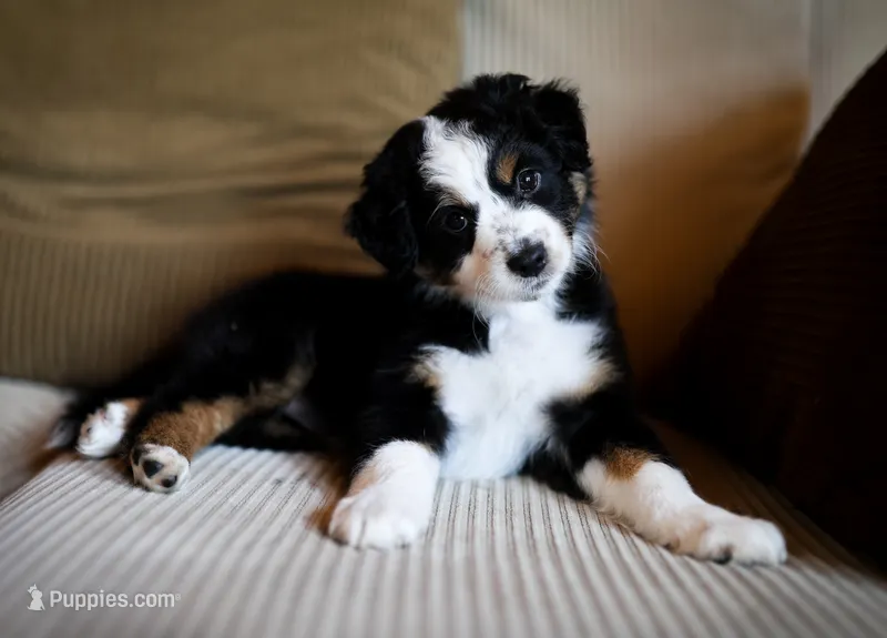 Liberty – Australian Shepherd puppy for sale in Union, MO