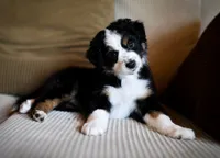 Liberty, a female Australian Shepherd for sale in Union, MO – 1 of 9