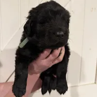 Wile E, a male Newfoundland for sale in Beloit, OH – Photo 4 of 7