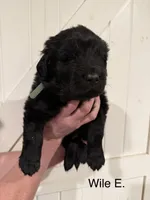 WileE, a male Newfoundland for sale in Beloit, OH – Photo 1 of 2