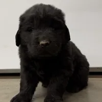 Wile E, a male Newfoundland for sale in Beloit, OH – Photo 3 of 7