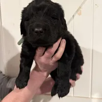 Wile E, a male Newfoundland for sale in Beloit, OH – Photo 5 of 7