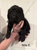 WileE, a male Newfoundland for sale in Beloit, OH – Photo 2 of 2