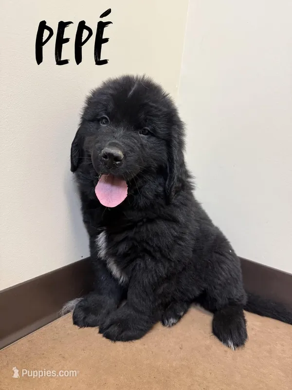 Wile E – Newfoundland puppy for sale in Beloit, OH