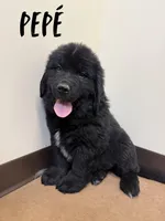 Wile E, a male Newfoundland for sale in Beloit, OH – Photo 1 of 7