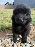 Wile E, a male Newfoundland for sale in Beloit, OH – Photo 2 of 7