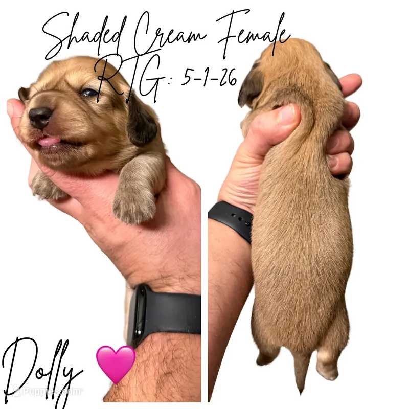 Dolly – Miniature Dachshund puppy for sale in Beloit, OH
